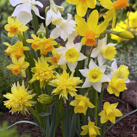 Jub Holland Narcis Botanical Mix, Prachtige Laagbloeiende Narcissen Mix