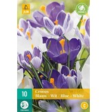 Jub Holland Crocus Blue / White Mix - Large-Flowered Crocuses - 10 Bulbs