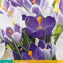 Crocus Blauw / Wit Mix - Grootbloemig - 10 Bollen