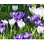 Jub Holland Crocus Blauw / Wit Mix - Grootbloemige Krokussen - 10 Bollen