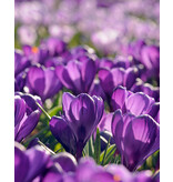 Jub Holland Crocus Flower Record - Vroegbloeiende Paarse Crocussen - 10 Bollen