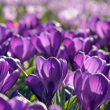 Jub Holland Crocus Flower Record - Early-flowering Purple Crocuses - 10 Bulbs