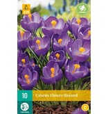 Jub Holland Crocus Flower Record - Vroegbloeiende Paarse Crocussen - 10 Bollen