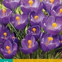 Crocus Flower Record - Grootbloemig - 10 Bollen