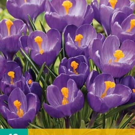 Jub Holland Crocus Flower Record - Early-flowering Purple Crocuses - 10 Bulbs