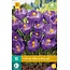 Jub Holland Crocus Flower Record - Early-flowering Purple Crocuses - 10 Bulbs