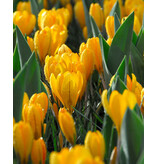 Jub Holland Crocus Golden Yellow, ein auffallend gelber Krokus - 10 Blumenzwiebeln