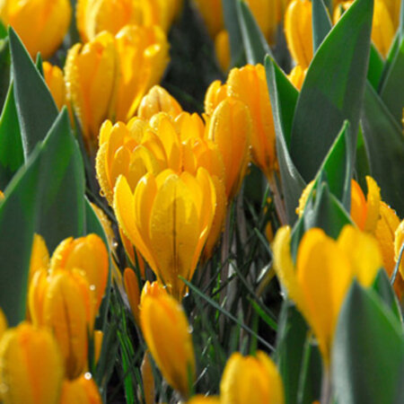 Jub Holland Crocus Golden Yellow, ein auffallend gelber Krokus - 10 Blumenzwiebeln