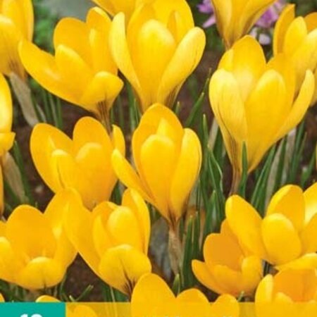 Jub Holland Crocus Golden Yellow, ein auffallend gelber Krokus - 10 Blumenzwiebeln