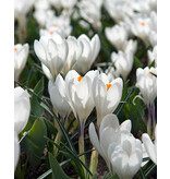 Jub Holland Crocus Jeanne d' Arc Grootbloemige Witte Crocus - 10 Bollen