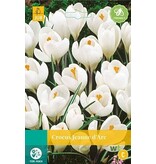 Jub Holland Crocus Jeanne d' Arc Grootbloemige Witte Crocus - 10 Bollen