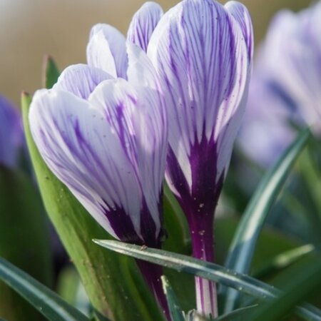 Jub Holland Crocus Pickwick, a Pearl from the Crocus Family - 10 Bulbs