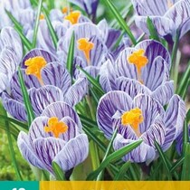 Crocus Pickwick  Grootbloemig- 10 Bollen