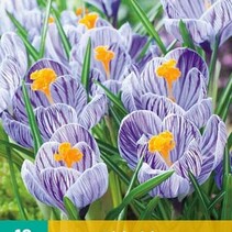 Crocus Pickwick  Grootbloemig- 10 Bollen