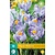 Jub Holland Crocus Pickwick  Grootbloemig- 10 Bollen