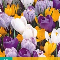 Crocus Grootbloemig Mix - 10 Bollen