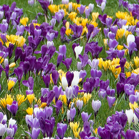 Jub Holland Crocus Grootbloemig Gemengd een Lust voor het Oog!