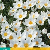 Crocus Ard Schenk - Botanical - 15 Bulbs