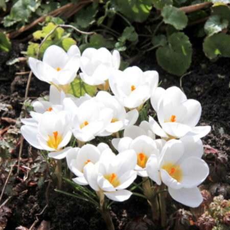 Jub Holland Crocus Ard schenk, Low- 10 cm, White Early-Flowering Plant