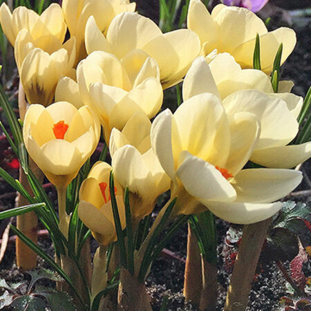 Jub Holland Crocus Cream Beauty are Surprising Low Early Bloomers.