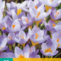 Crocus Sieberi Firefly - Botanical - 20 Bulbs