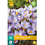 Jub Holland Crocus Sieberi Firefly, Vroegbloeiende Lage Lila Crocussen