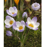 Jub Holland Crocus Sieberi Firefly, Vroegbloeiende Lage Lila Crocussen