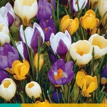 Crocus Species Mix - Botanisch - 20 Bollen