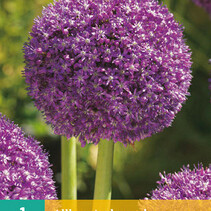 Allium Ambassador - 1 bulb