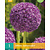 Jub Holland Allium Ambassador - 1 Blumenzwiebel