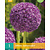 Jub Holland Allium Ambassador - 1 bulb
