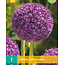 Jub Holland Allium Ambassador (Ornamental Onion) - Large Purple Round Flower On Tall Stem
