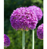 Jub Holland Allium Ambassador (Ornamental Onion) - Large Purple Round Flower On Tall Stem