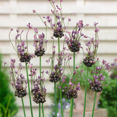 Jub Holland Allium Art (Sierui), Een Bijzonder Alliumsoort - Scorodoprasum 'Art' - Slangenlook