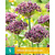 Jub Holland Allium Atropurpureum - 5 Bulbs