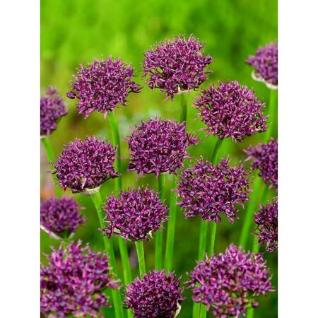 Jub Holland Allium Atropurpureum - Late-flowering - Half-round Dark Red-Purple Flower