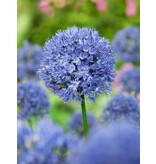 Jub Holland Allium Caeruleum (Ornamental Onions) - Blue Flowers On Narrow Stems - Naturalising