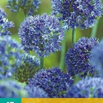 Allium Caeruleum - 15 Bollen