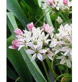 Jub Holland Allium Cameleon - Small Allium variety with white flowers - 10 Bulbs