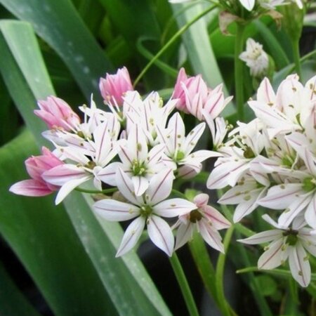 Jub Holland Allium Cameleon - Kleine Alliumsoort Met Witte Bloemen - 10 Bollen