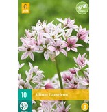 Jub Holland Allium Cameleon - Kleine Alliumsoort Met Witte Bloemen - 10 Bollen