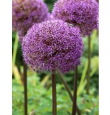 Jub Holland Allium Globemaster (Ornamental Onion) - Mega Allium that blooms for 6 to 8 weeks