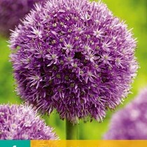 Allium Globemaster - 1 Blumenzwiebel