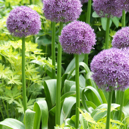 Jub Holland Allium Excellency Een Lang Houdbare Snijbloem - Geschikt in iedere Tuin.