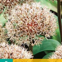 Allium Karataviense - 5 Bulbs