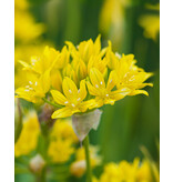 Jub Holland Allium Moly - Goudkleurige Bloemen op Stugge Stelen - 25 Bloembollen