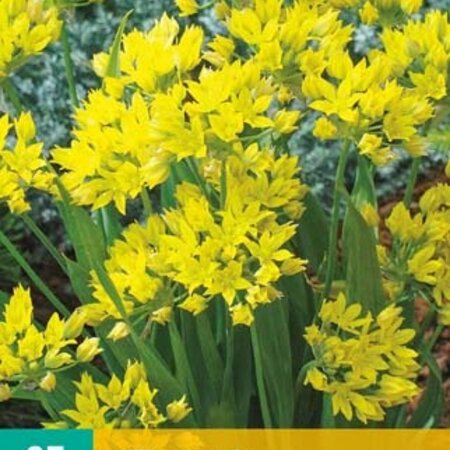 Jub Holland Allium Moly - Golden Flowers on Sturdy Stems - 25 Bulbs