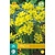 Jub Holland Allium Moly - 25 Bollen