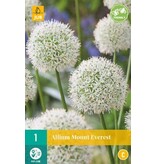 Jub Holland Allium Mount Everest (Ornamental Onion) White Flower On Long Stem 125 cm. High