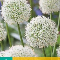 Allium Mount Everest - 1 Blumenzwiebel